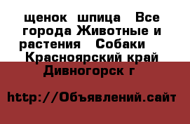 щенок  шпица - Все города Животные и растения » Собаки   . Красноярский край,Дивногорск г.